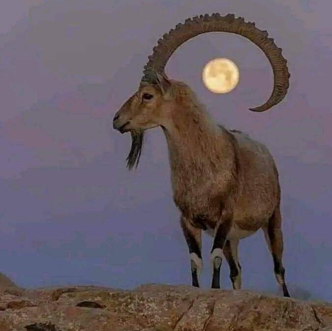 عيد الربيع الصيني ويوم الوعل اليمني